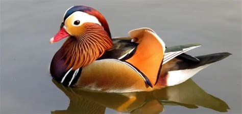 Exploring the Symbolism and Cultural Significance of Captivating Mandarin Ducks