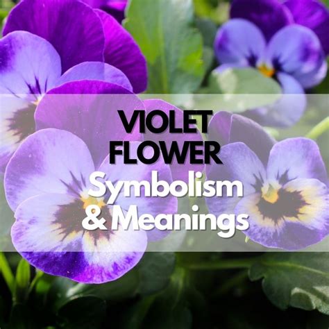 Exploring the Symbolism and Meaning of Spring Violets