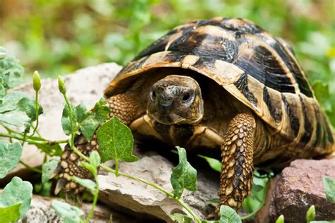 Exploring the Symbolism and Significance of a Tortoise without its Protective Shell