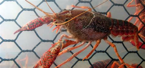 Exploring the Symbolism of Desiccated Crawfish in Diverse Cultures