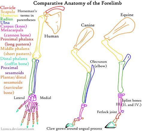 Exploring the Symbolism of Forelimb Skeletal Structures in Dreams