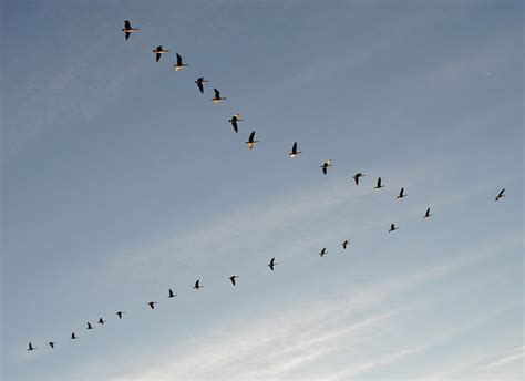 Exploring the Symbolism of Geese in V-shaped Formation