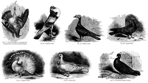 Exploring the Symbolism of Pigeons in Various Cultural Contexts