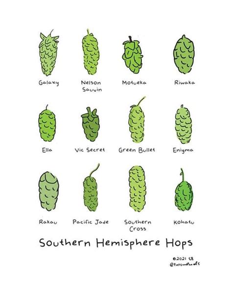 Exploring the Tastes and Characteristics of Rediscovered Hop Varieties