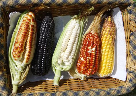 Exploring the Tastes of Various Corn Varieties