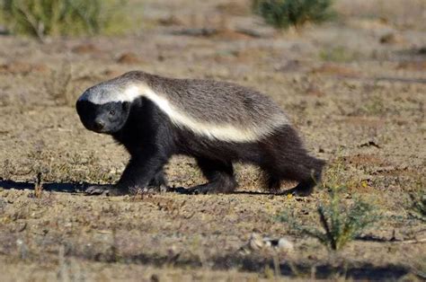 Exploring the Unforgettable Survival Skills of the Indomitable Honey Badger