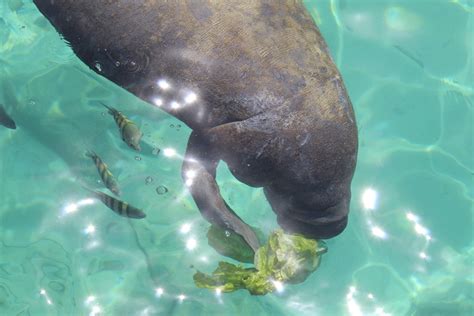 Exploring the Unique Attributes of Infant Manatees