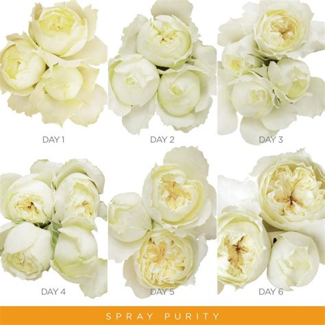 Exploring the Variety of Ivory Petals