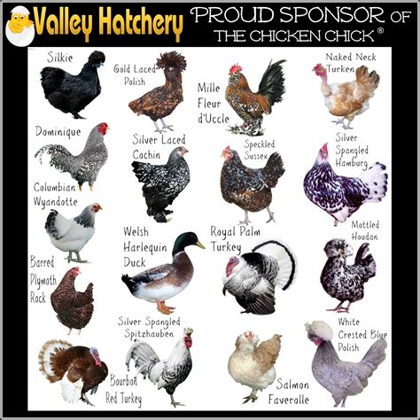 Exploring the Various Breeds of Chickens