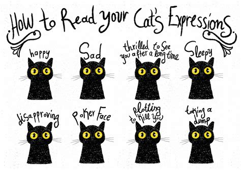 Exploring the Various Expressions of Feline Reveries