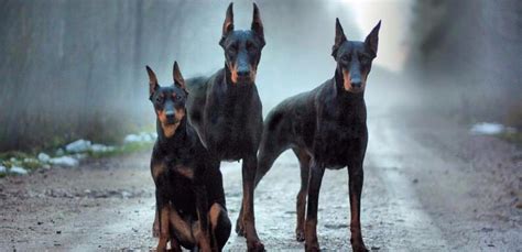 Exploring the Various Facets and Responsibilities of Caring for a Doberman