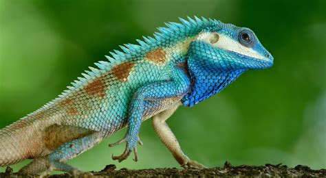 Exploring the Various Hues of Lizards in Dreamscape