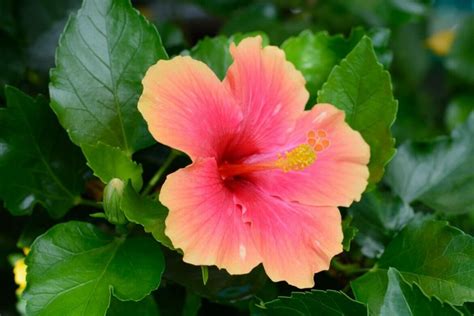 Exploring the Various Shades and Forms of Hibiscus of the Color Crimson