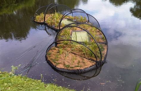 Exploring the Various Species that Enhance the Allure of Floating Gardens