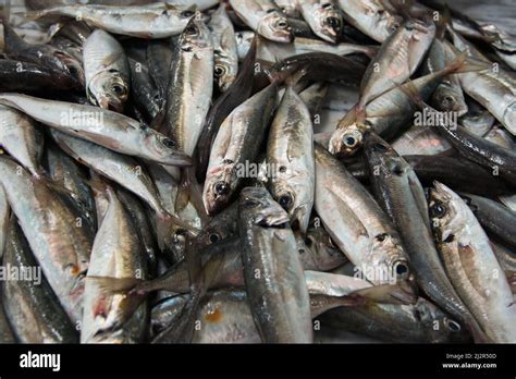 Exploring the Various Varieties of Sardines Offered in the Market