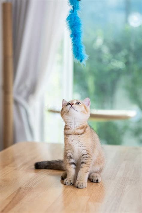 Exploring the Various forms of Playful Behaviors in Kittens