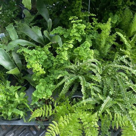 Exploring the Vast Assortment of Fern Species