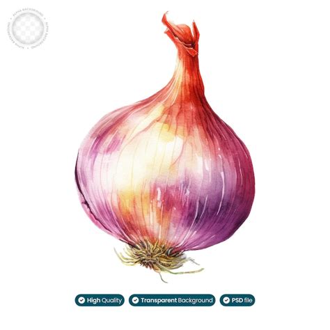 Exploring the Versatile Applications of Onion: From Culinary Delights to Medicinal Remedies