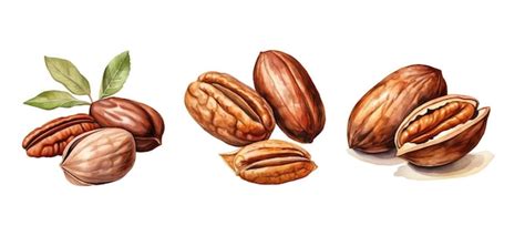 Exploring the Versatility and Exquisite Culinary Possibilities of Pecans