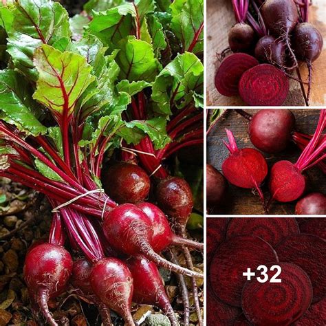 Exploring the Versatility of Beets in the Kitchen