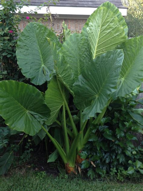 Exploring the Versatility of Elephant Ear Plants