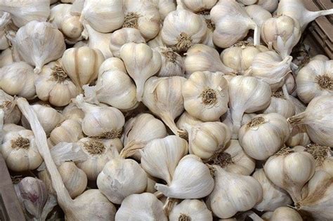 Exploring the Versatility of Peeled Garlic in Recipes