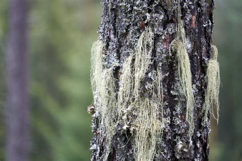 Exploring the Vertical Dimension of Usnea Lichen