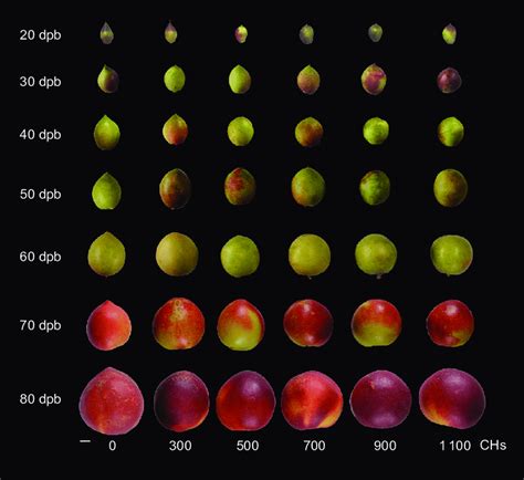 Exploring the Vertical dimensions of Peaches