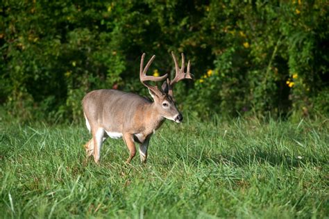 Exploring the Wealth of Alabama's Wild Deer