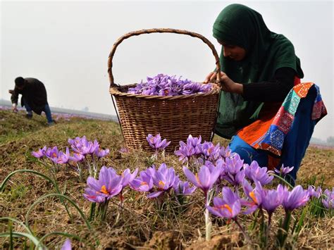 Exploring the Wealth of Saffron Bush