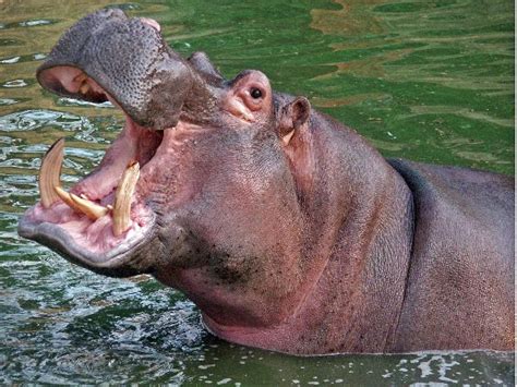 Exploring the Wonders of the Enormous Hippopotamus: Legend or Fact?