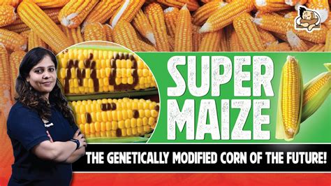 Exploring the World of Maize: Understanding Varieties and Identifying Them