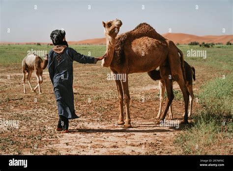 Exploring the World with Your Adventurous Camel Companion