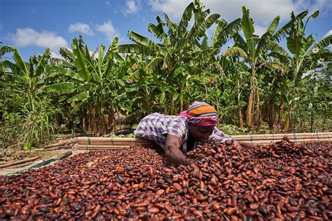 Exploring the Worldwide Cocoa Industry