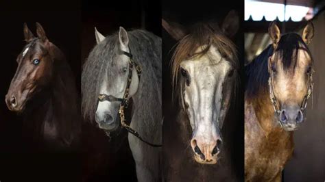 Exploring the myriad breeds of diminutive equines