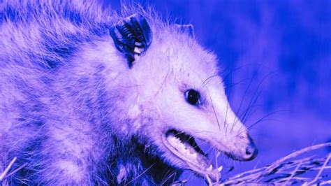 Exploring the possible Meanings of Dreaming of a Dead Opossum