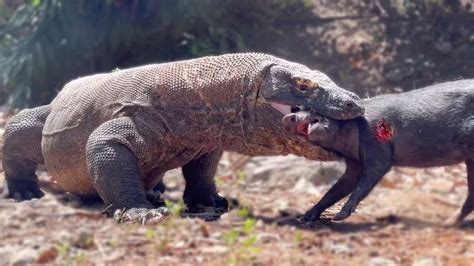 Exploring the potential interpretations of experiencing a Komodo dragon's bite