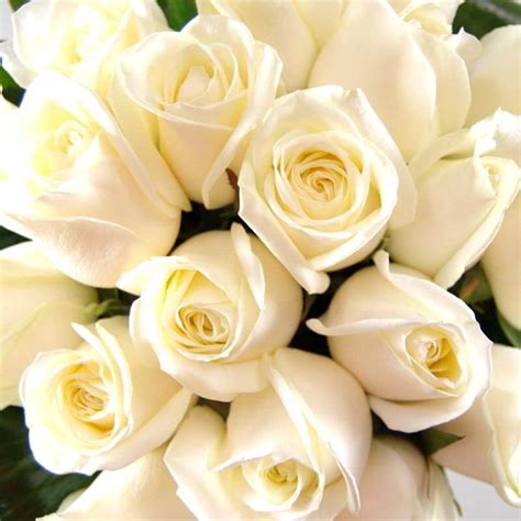 Expressing Emotions Through White Roses: A Gift of Love, Sympathy, or Friendship