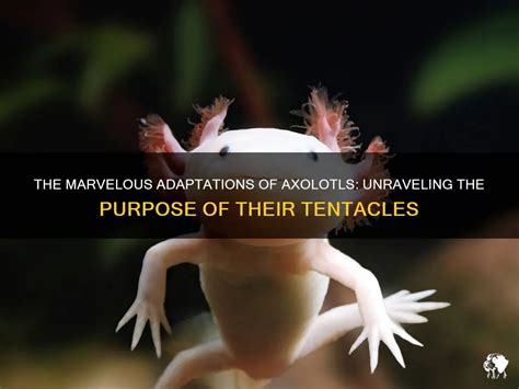 Extraordinary Adaptations: Unraveling the Marvelous Characteristics