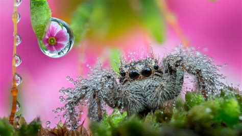 Extraordinary Dream Encounters: From Pale Arachnids to Soaring Vehicles