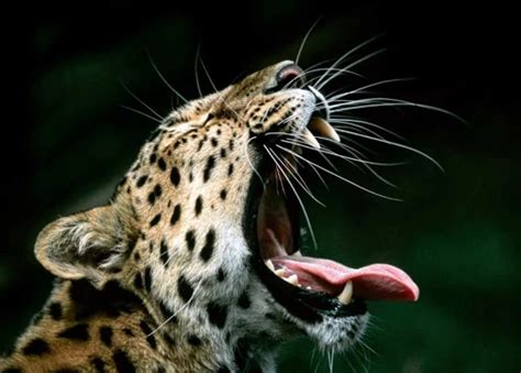 Eyes of Wisdom: Exploring the Symbolic Significance of the Leopard's Gaze