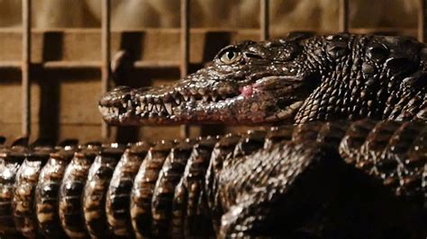 Facing Fear: Understanding the Fear Factor in Dream Encounters with Crocodile Bites