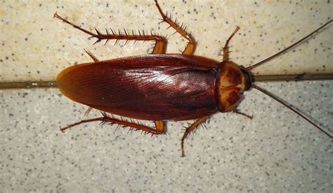 Facing Your Fears: Examining the Symbolic Significance of a Roach