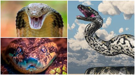 Fact or Fiction? Investigating the Existence of Enormous Serpents