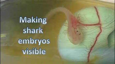 Factors Influencing Development of Shark Embryos