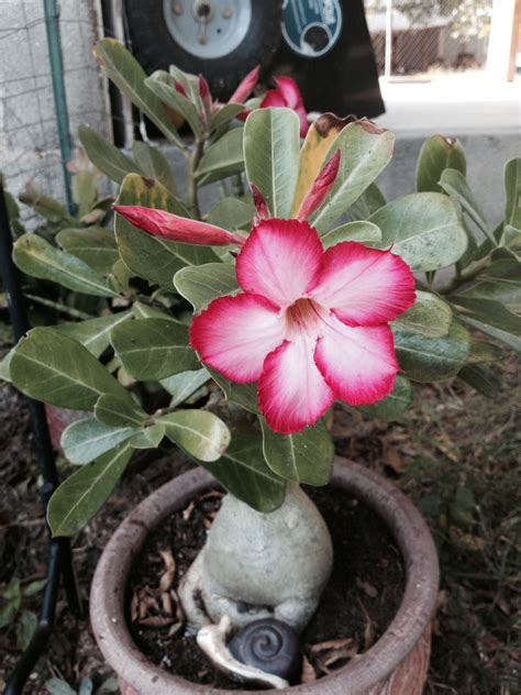 Facts about Desert Rose