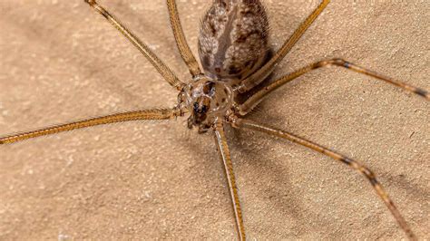 Fascinating Creatures of the Natural World: Daddy Long Leg Spiders