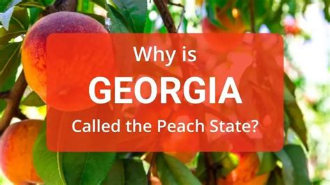 Fascinating Details of the Person Known as the Peach from the State of Geogia