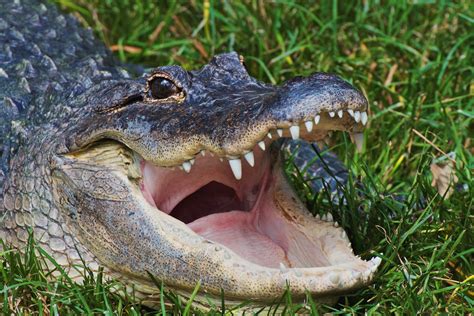 Fascinating Facts about Alligators