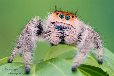 Fascinating Facts about the Enchanting Giant Leaping Arachnid